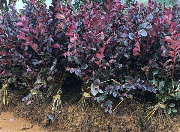 红花继木小苗