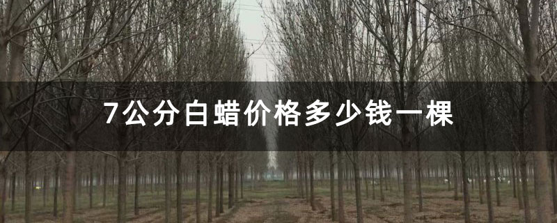 7公分白蜡价格多少钱一棵 7公分白蜡价格多少钱一棵
