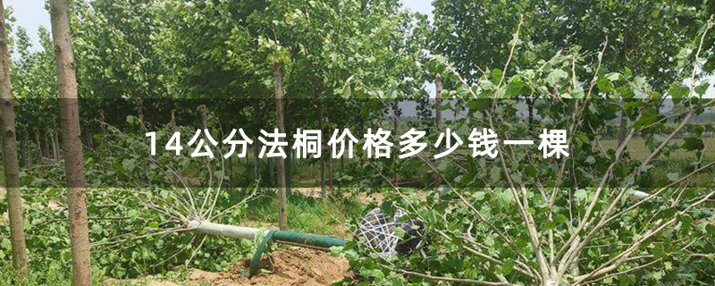 14公分法桐价格多少钱一棵