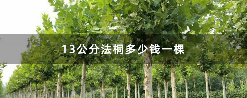 13公分法桐多少钱一棵