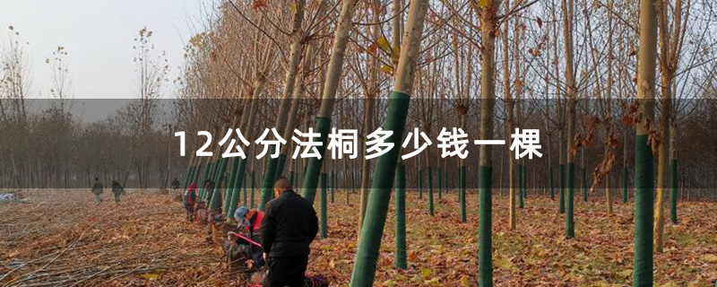 米径12公分法桐树