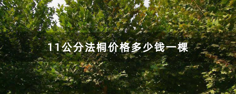 11公分法桐价格多少钱一棵