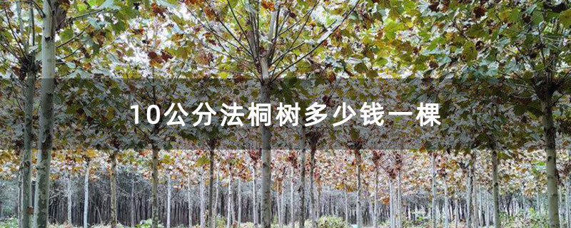米径10公分的法桐树