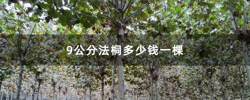 9公分法桐多少钱一棵