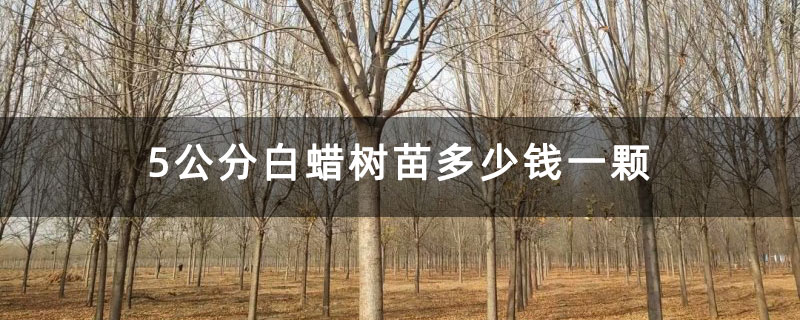5公分白蜡树苗多少钱一颗