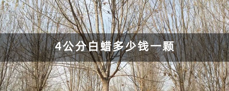 4公分白蜡多少钱一颗
