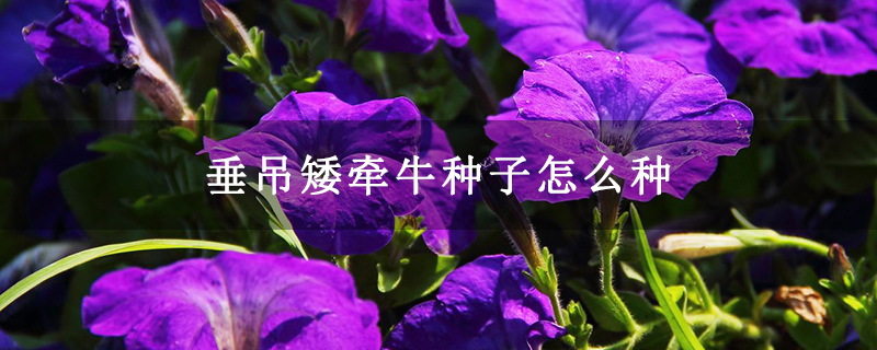 垂吊矮牵牛种子怎么种