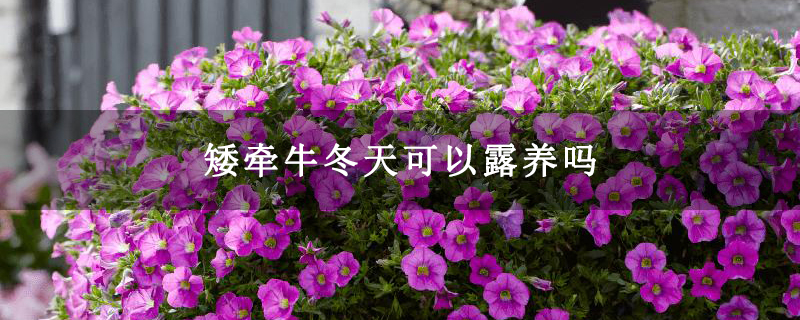 矮牵牛冬天可以露养吗