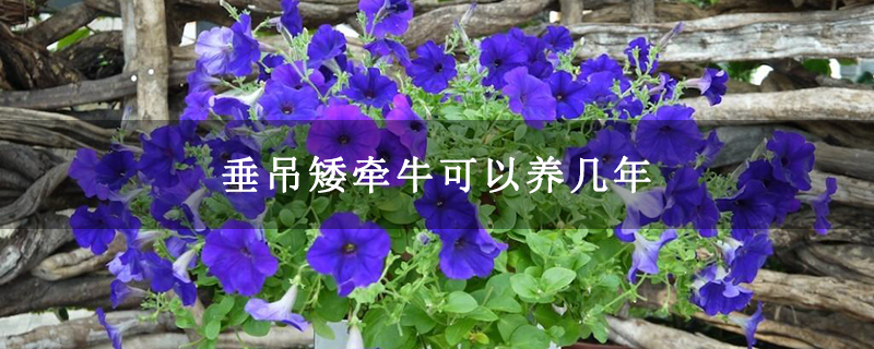 垂吊矮牵牛可以养几年