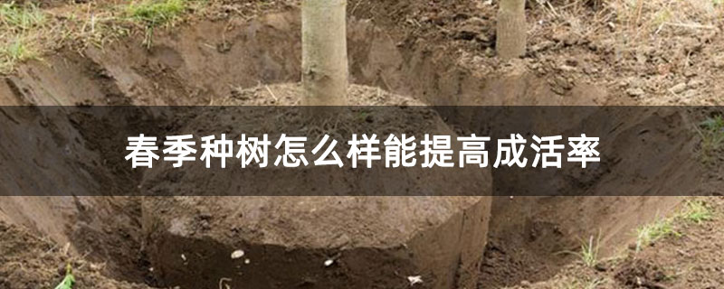 春季种树怎么样能提高成活率 春季种树怎么样能提高成活率