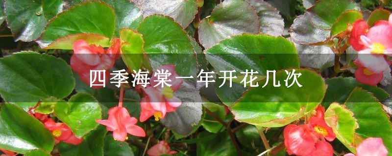 四季海棠一年开花几次