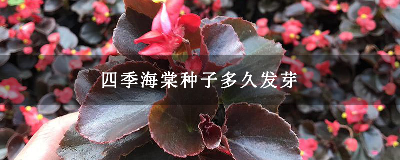 四季海棠种子多久发芽