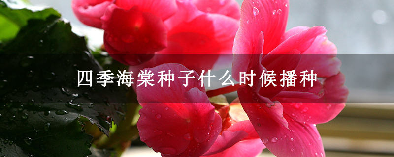 四季海棠种子什么时候播种