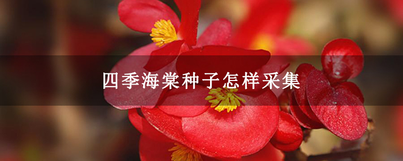 四季海棠种子怎样采集