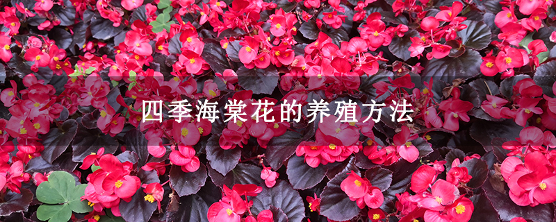 四季海棠花的养殖方法