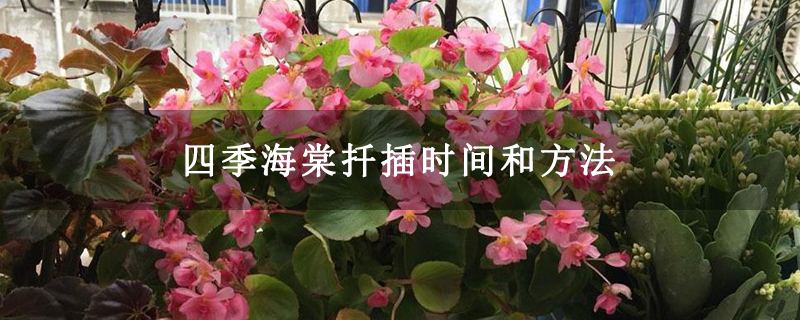 四季海棠扦插时间和方法