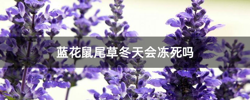 蓝花鼠尾草冬天会冻死吗