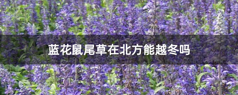 蓝花鼠尾草在北方能越冬吗