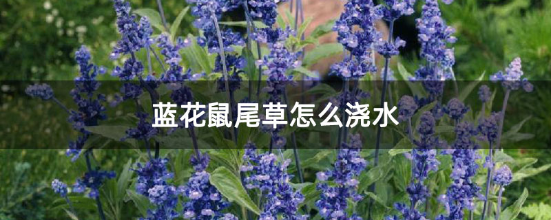 蓝花鼠尾草怎么浇水