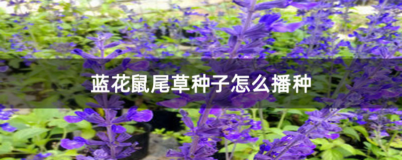 蓝花鼠尾草种子怎么播种