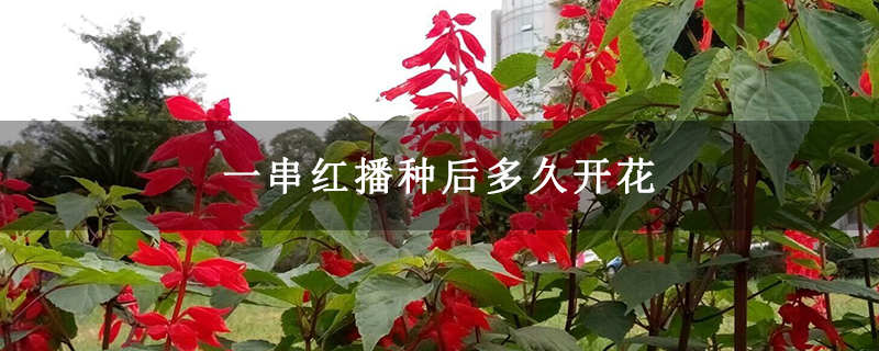 一串红播种后多久开花