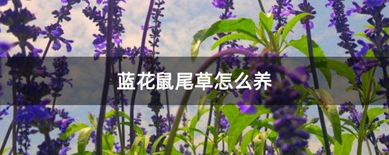蓝花鼠尾草怎么养 蓝花鼠尾草怎么养