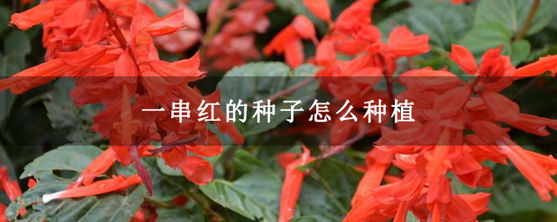 一串红的种子怎么种植