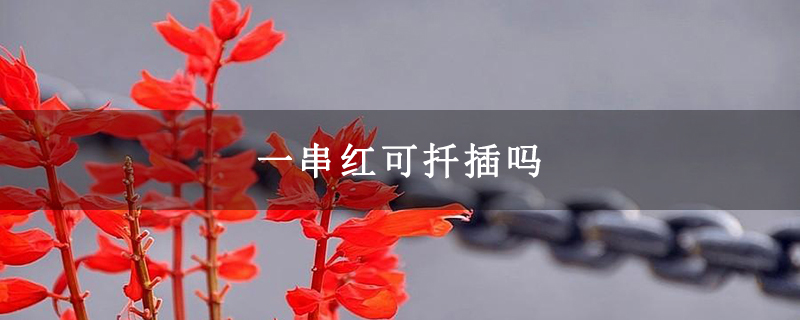 一串红可扦插吗