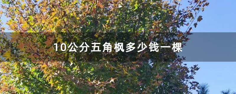 10公分五角枫多少钱一棵
