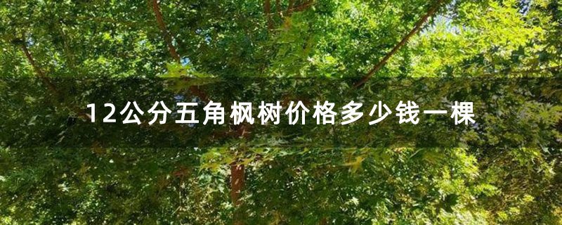 12公分五角枫树价格多少钱一棵