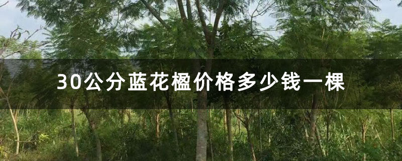 30公分蓝花楹价格多少钱一棵