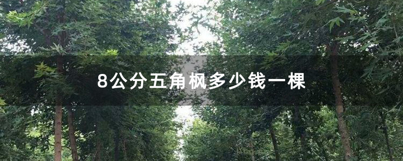 8公分五角枫多少钱一棵