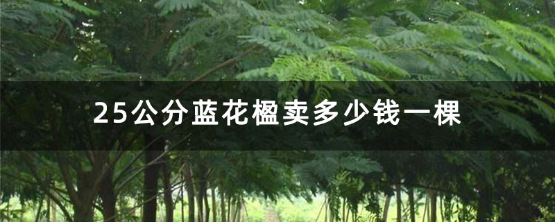 25公分蓝花楹卖多少钱一棵