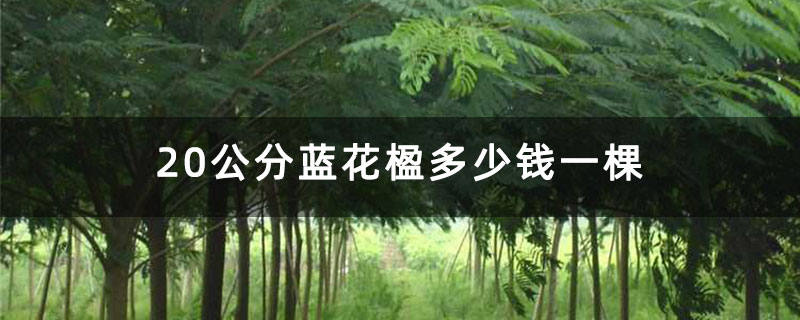 20公分蓝花楹多少钱一棵