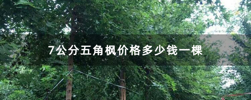 7公分五角枫价格多少钱一棵