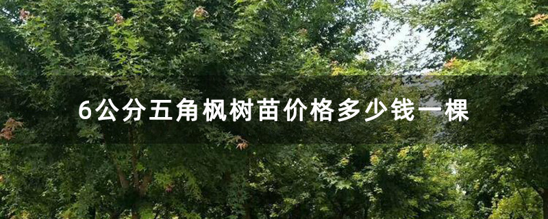 6公分五角枫树苗价格多少钱一棵