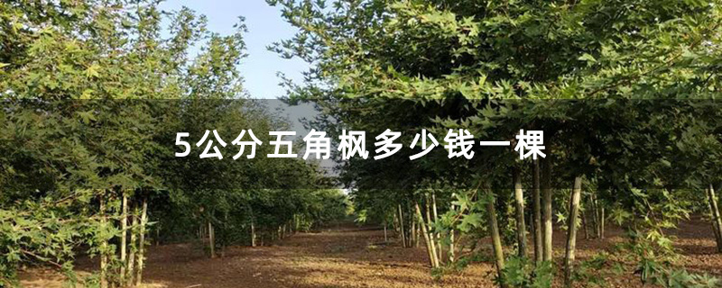 5公分五角枫多少钱一棵