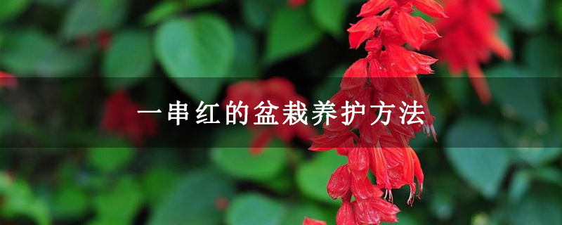 一串红的盆栽养护方法