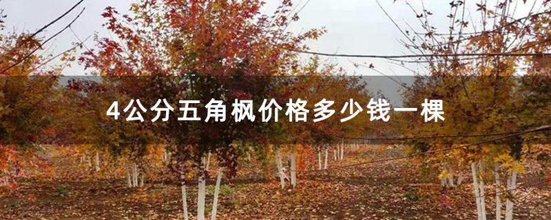 4公分五角枫价格多少钱一棵