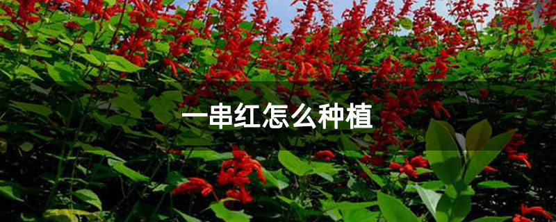 一串红怎么种植