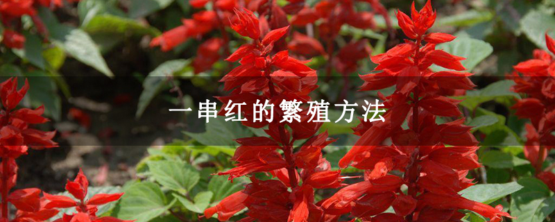一串红的繁殖方法