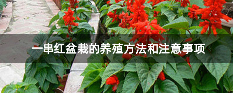 一串红盆栽的养殖方法和注意事项