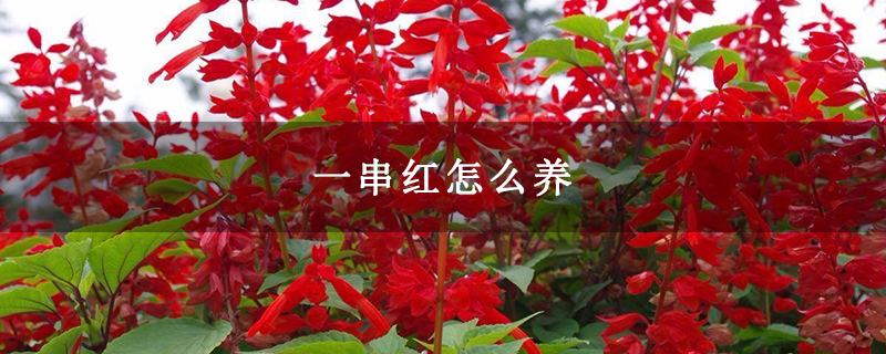 一串红怎么养