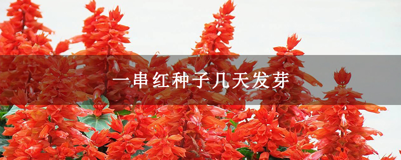 一串红种子几天发芽