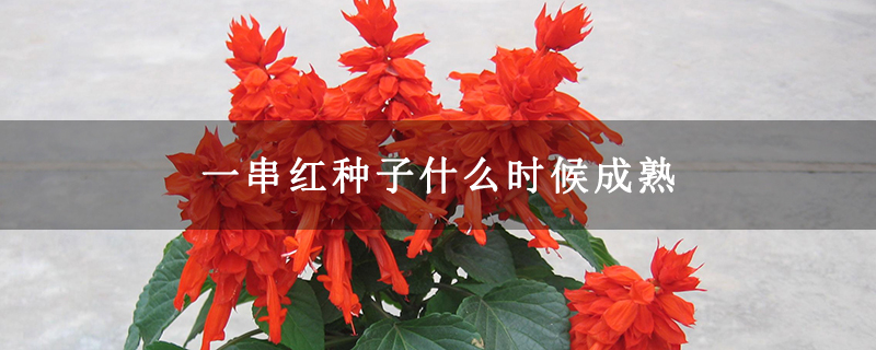 一串红种子什么时候成熟