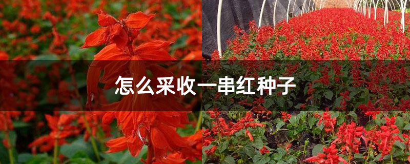 怎么采收一串红种子