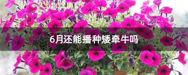 6月还能播种矮牵牛吗