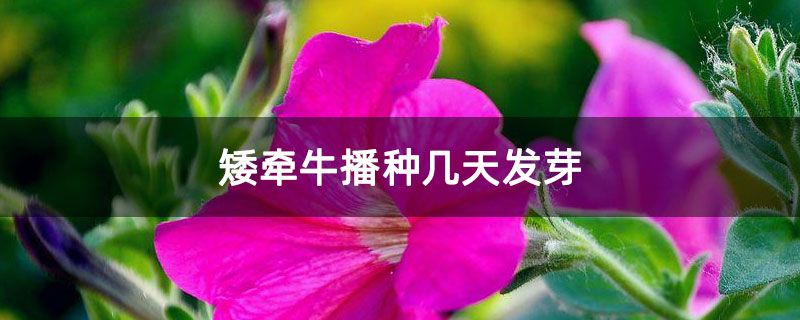 矮牵牛播种几天发芽