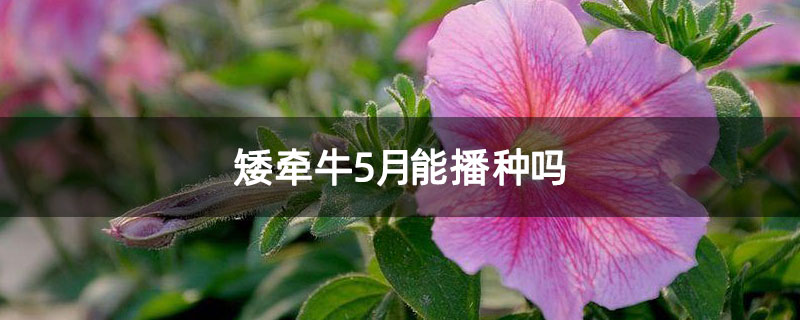 矮牵牛5月能播种吗