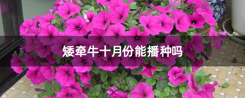 矮牵牛十月份能播种吗